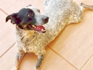 Cachorro raça  idade 4 anos nome Kika Pequena