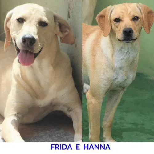 Cachorro ra a  idade 6 ou mais anos nome Frida e Hanna