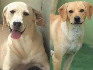 Cachorro raça  idade 6 ou mais anos nome Frida e Hanna