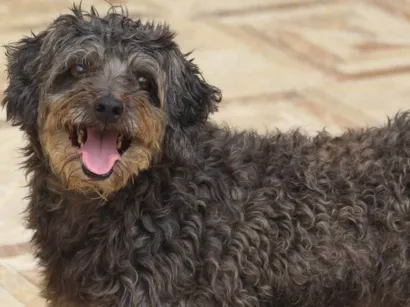 Cachorro raça Poodle idade 6 ou mais anos nome Francesco Pequeno