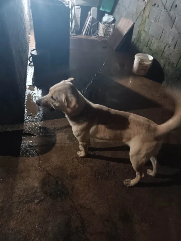 Cachorro ra a Mestiço Golden labrador  idade 7 a 11 meses nome Cacau