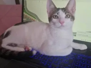 Gato raça SRD-ViraLata idade 2 a 6 meses nome Felix 