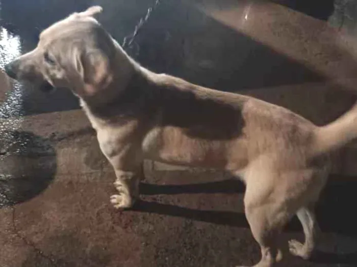 Cachorro ra a Mestiço Golden labrador  idade 7 a 11 meses nome Cacau