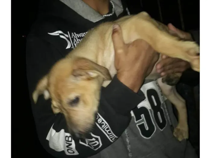 Cachorro ra a Pastor Alemão labrador  idade 2 a 6 meses nome Sócia 