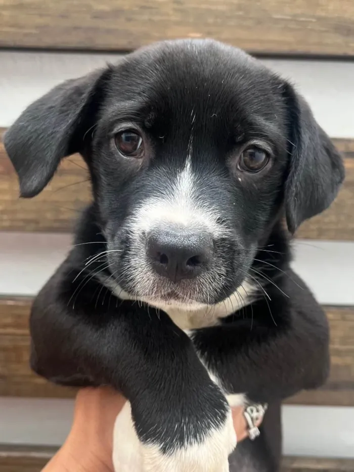 Cachorro raça SRD-ViraLata idade Abaixo de 2 meses nome Penny