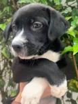 Cachorro raça SRD-ViraLata idade Abaixo de 2 meses nome Penny