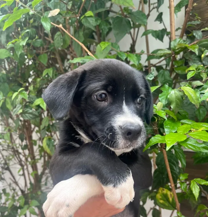 Cachorro raça SRD-ViraLata idade Abaixo de 2 meses nome Penny