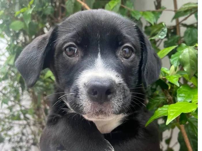 Cachorro raça SRD-ViraLata idade Abaixo de 2 meses nome Penny