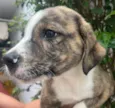 Cachorro raça SRD-ViraLata idade Abaixo de 2 meses nome Theo