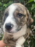 Cachorro raça SRD-ViraLata idade Abaixo de 2 meses nome Theo