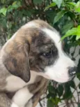 Cachorro raça SRD-ViraLata idade Abaixo de 2 meses nome Theo