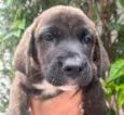 Cachorro raça SRD-ViraLata idade Abaixo de 2 meses nome Duke