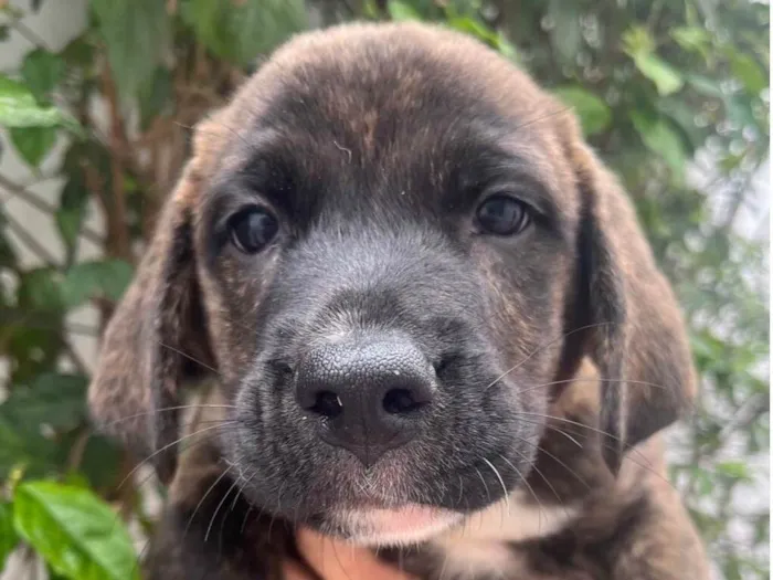 Cachorro raça SRD-ViraLata idade Abaixo de 2 meses nome Duke