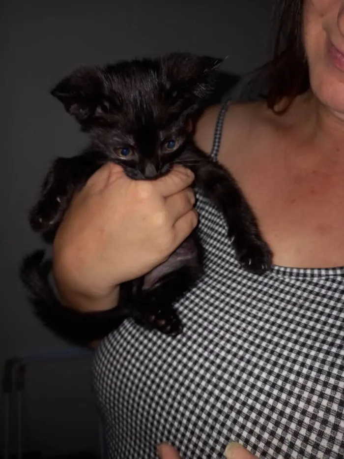 Gato raça Nenhuma raça  idade Abaixo de 2 meses nome Lily
