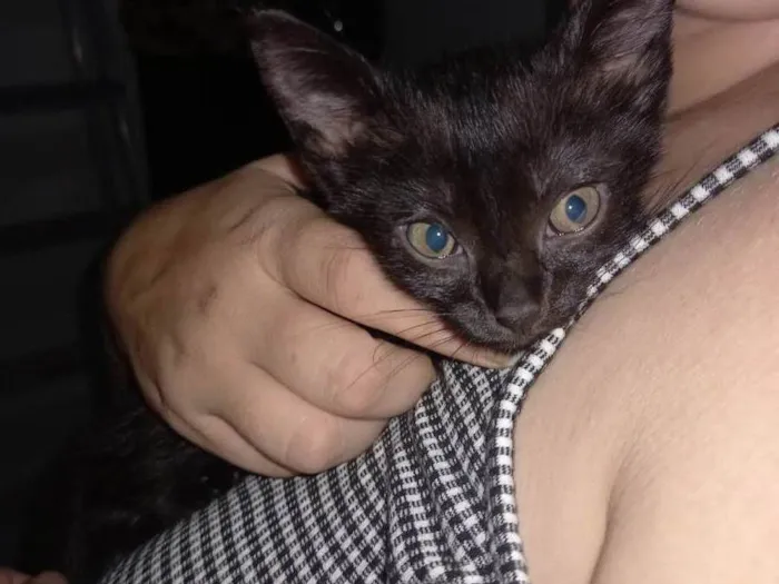 Gato raça Nenhuma raça  idade Abaixo de 2 meses nome Lily
