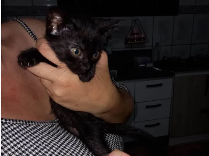 Gato raça Nenhuma raça  idade Abaixo de 2 meses nome Lily