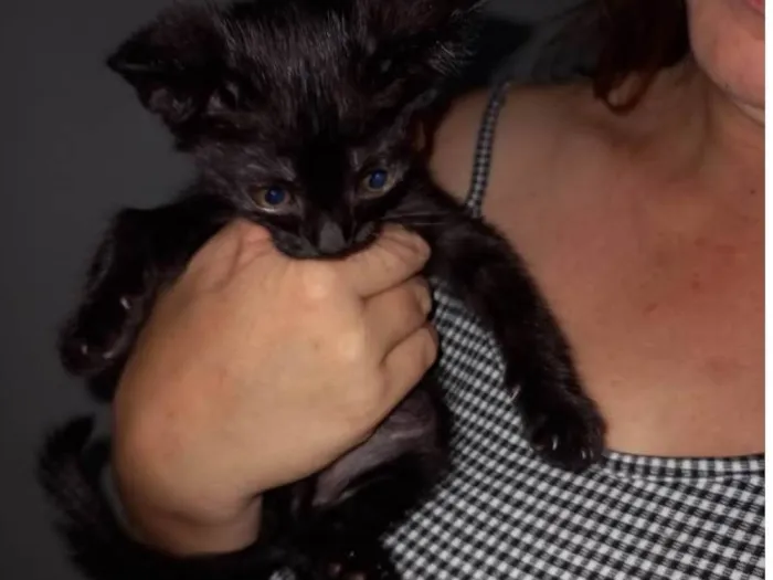 Gato raça Nenhuma raça  idade Abaixo de 2 meses nome Lily