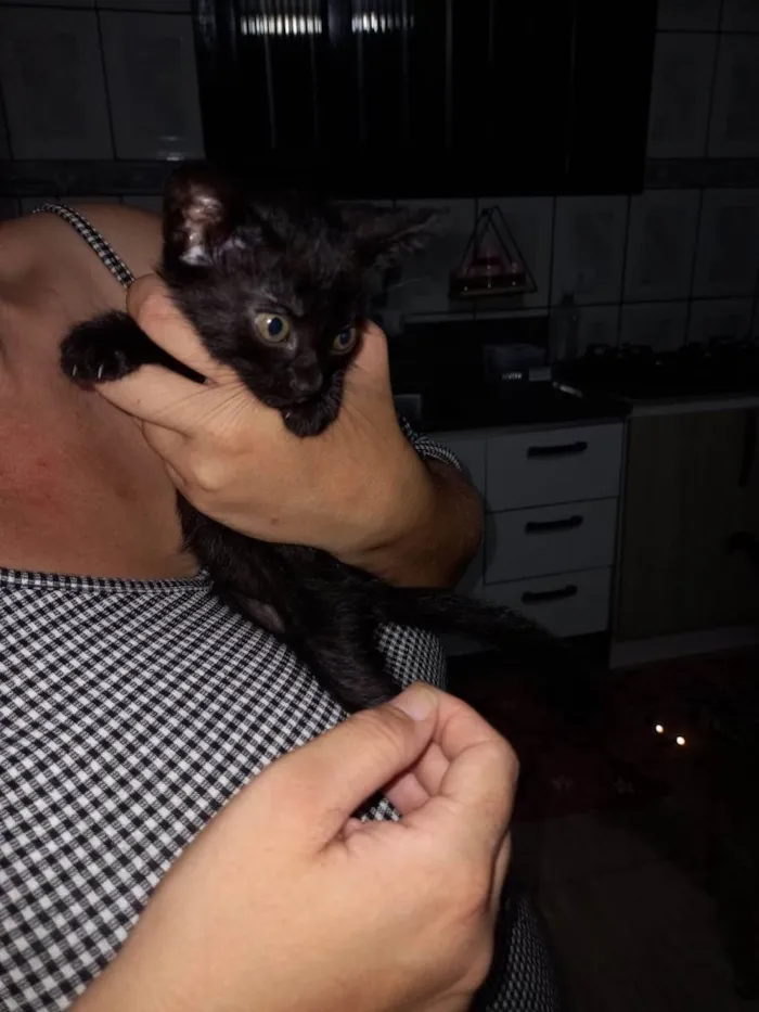 Gato raça Nenhuma raça  idade Abaixo de 2 meses nome Lili