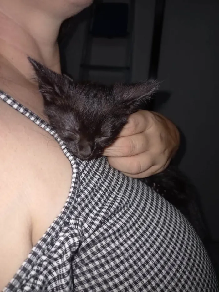 Gato raça Nenhuma raça  idade Abaixo de 2 meses nome Lili