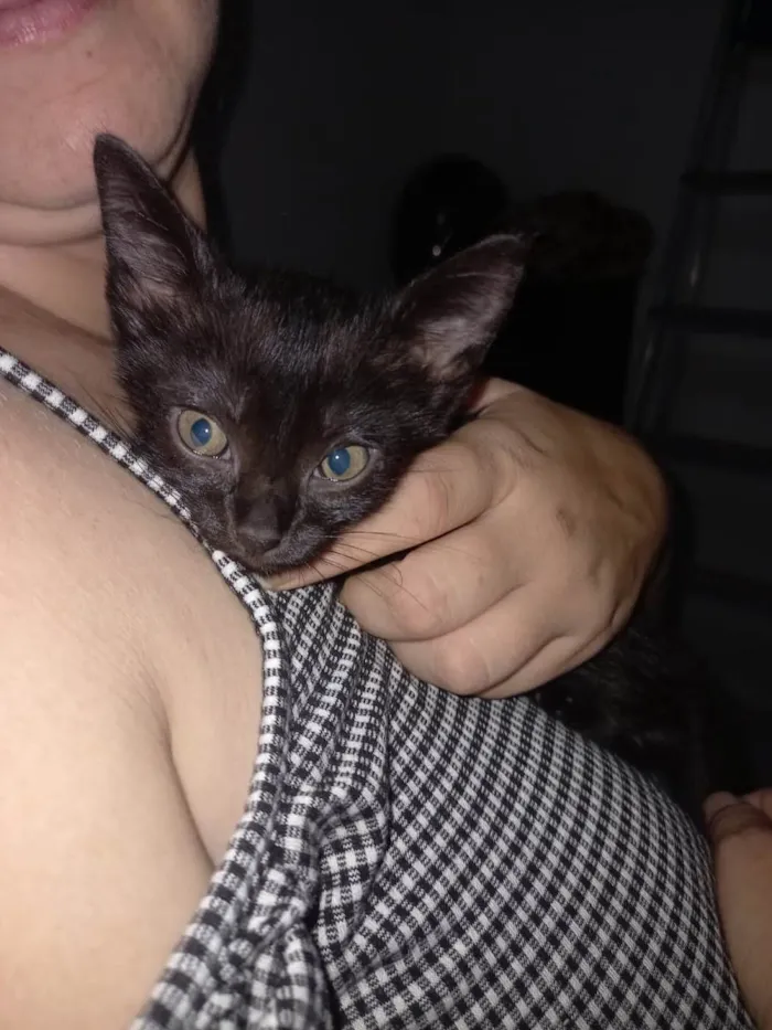 Gato raça Nenhuma raça  idade Abaixo de 2 meses nome Lili