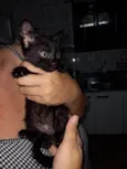 Lili