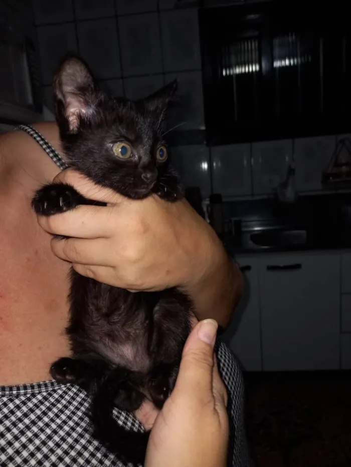 Gato raça Nenhuma raça  idade Abaixo de 2 meses nome Lili