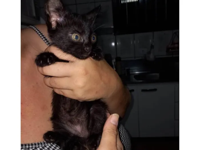 Gato raça Nenhuma raça  idade Abaixo de 2 meses nome Lili
