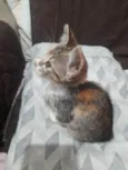 Sol