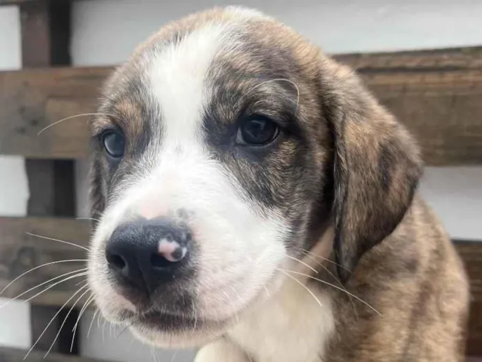 Cachorro raça SRD-ViraLata idade Abaixo de 2 meses nome Theo