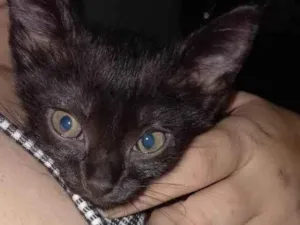 Gato raça Nenhuma raça  idade Abaixo de 2 meses nome Lily