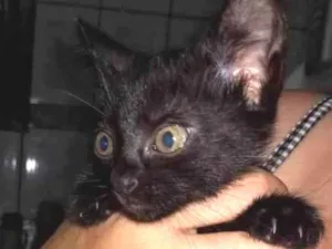 Gato raça Nenhuma raça  idade Abaixo de 2 meses nome Lili