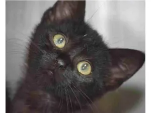 Gato raça SRD-ViraLata idade Abaixo de 2 meses nome Charlote