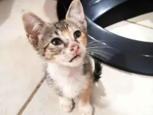 Gato raça Nenhum idade Abaixo de 2 meses nome Sol