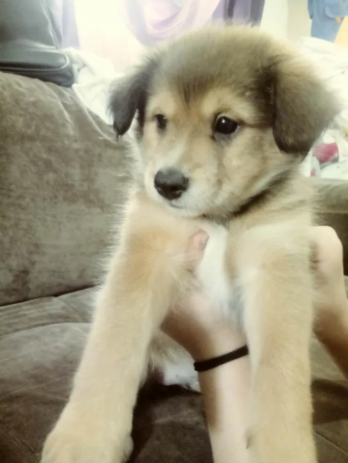 Cachorro ra a A mae e chow chow eo pai e poodle idade Abaixo de 2 meses nome A escolha do dono