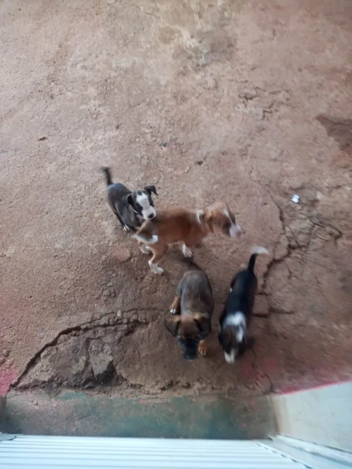 Cachorro ra a SRD-ViraLata idade 2 a 6 meses nome Tem varios não dei nome pra não se apegar