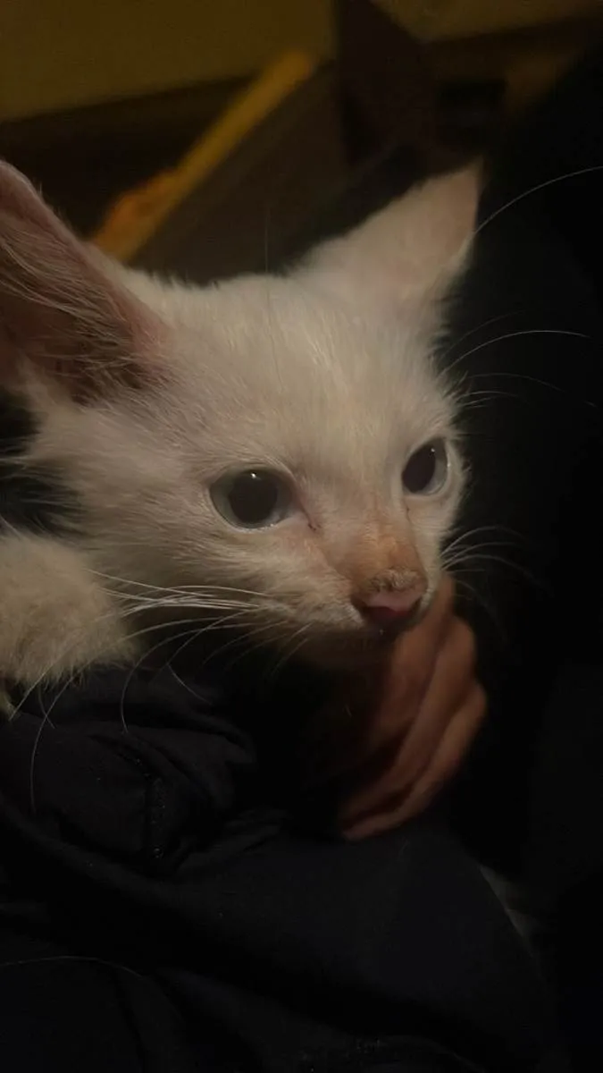 Gato ra a SRD-ViraLata idade Abaixo de 2 meses nome Sem
