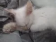 Sem