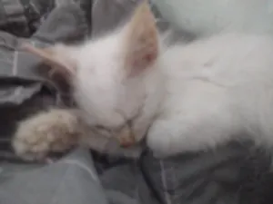 Gato raça SRD-ViraLata idade Abaixo de 2 meses nome Sem