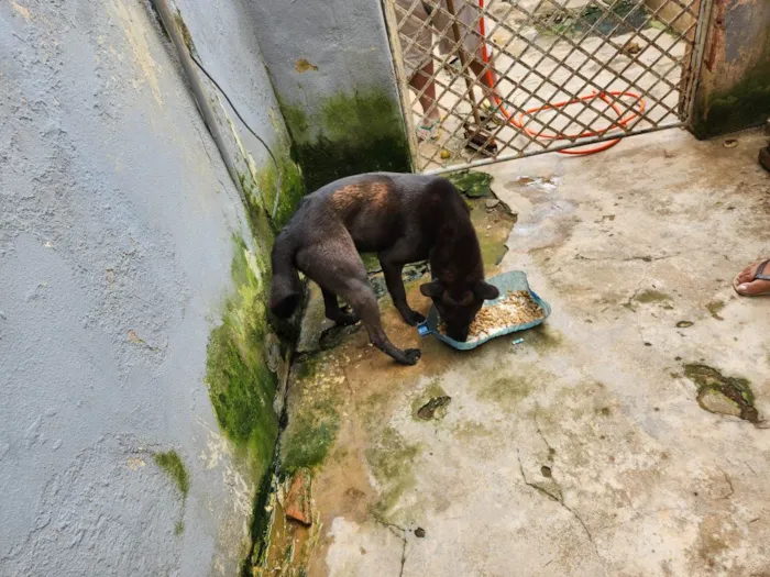 Cachorro ra a Capapreta idade 2 anos nome Urso sem curso