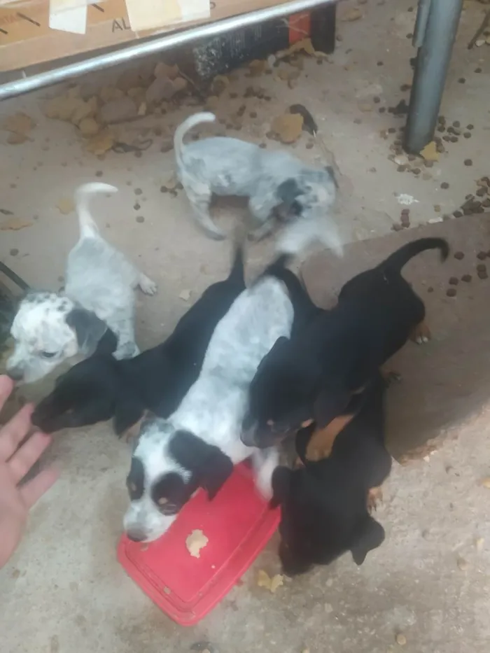 Cachorro ra a Cofap ,blureler idade Abaixo de 2 meses nome Sem nome
