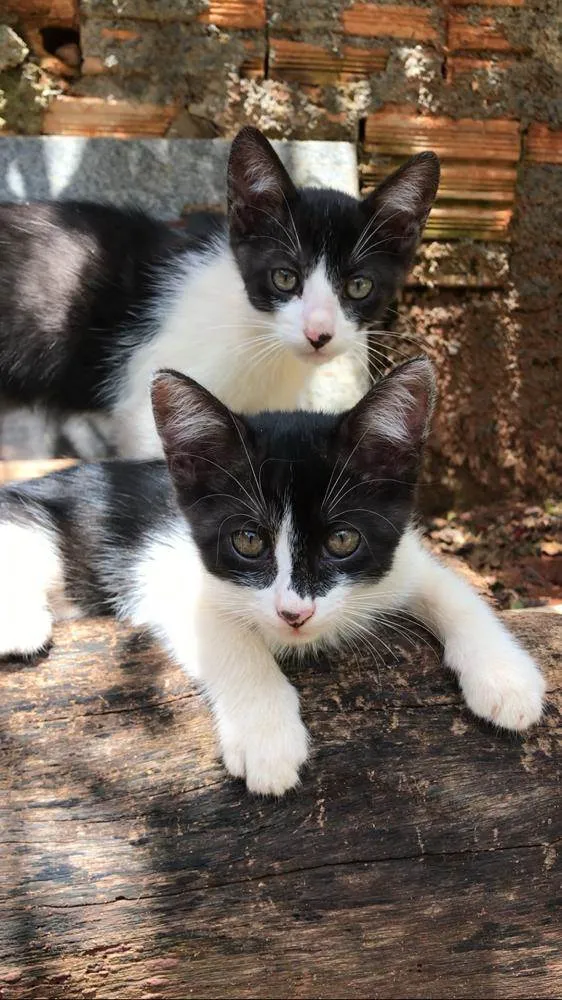 Gato ra a  idade 2 a 6 meses nome Zequinha e Juju