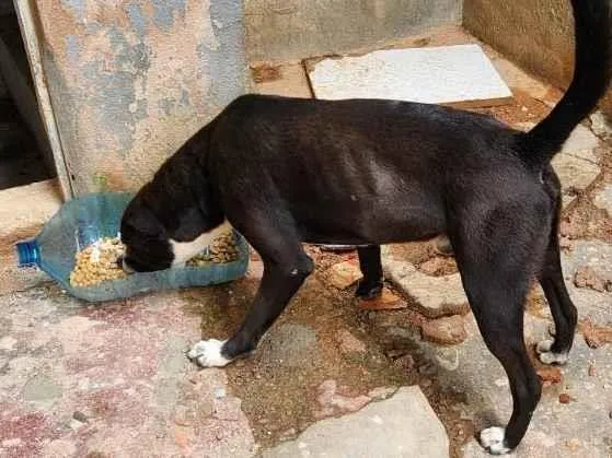 Cachorro ra a Capapreta idade 2 anos nome Naveen