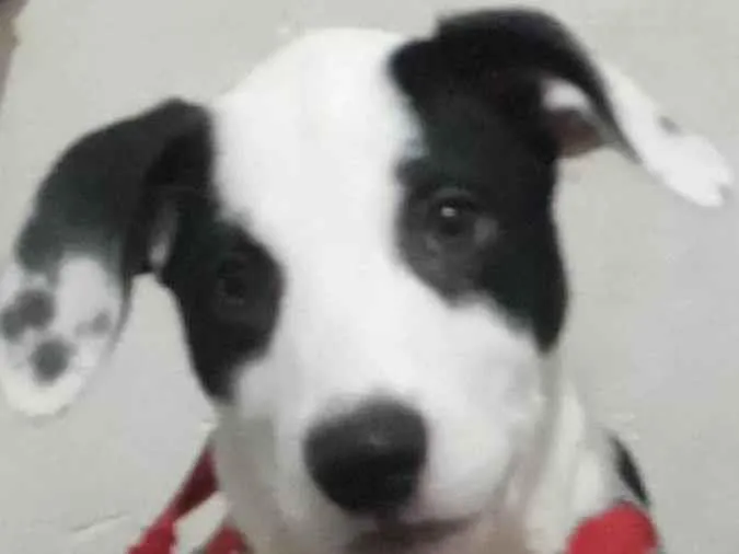 Cachorro ra a SRD-ViraLata idade 2 a 6 meses nome Rsl