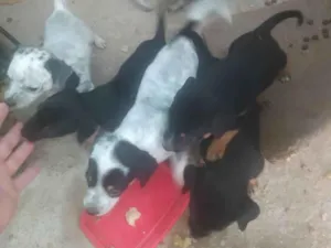 Cachorro raça Cofap ,blureler idade Abaixo de 2 meses nome Sem nome
