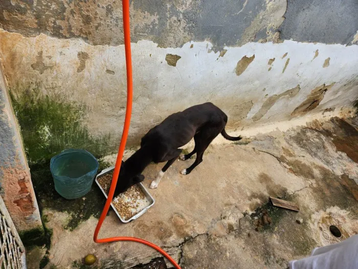 Cachorro ra a SRD-ViraLata idade 2 anos nome Black