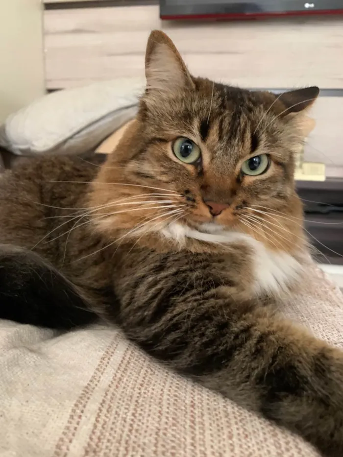 Gato raça SRD-ViraLata idade 3 anos nome Atenas 