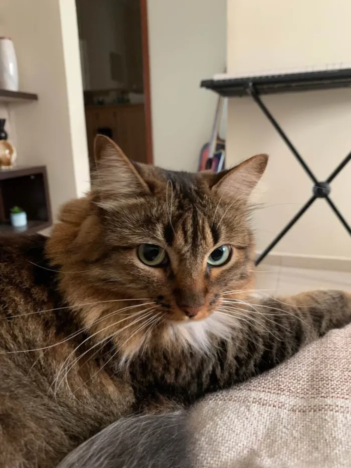 Gato raça SRD-ViraLata idade 3 anos nome Atenas 