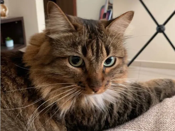 Gato raça SRD-ViraLata idade 3 anos nome Atenas 