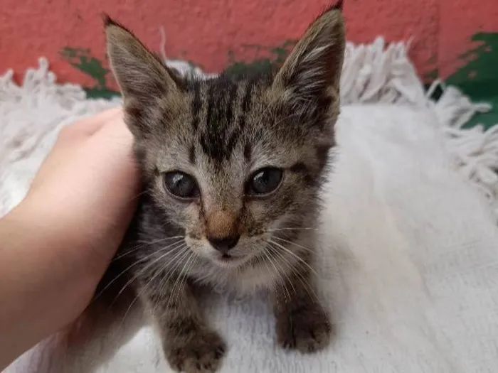 Gato ra a SRD-ViraLata idade Abaixo de 2 meses nome Sem nome..
