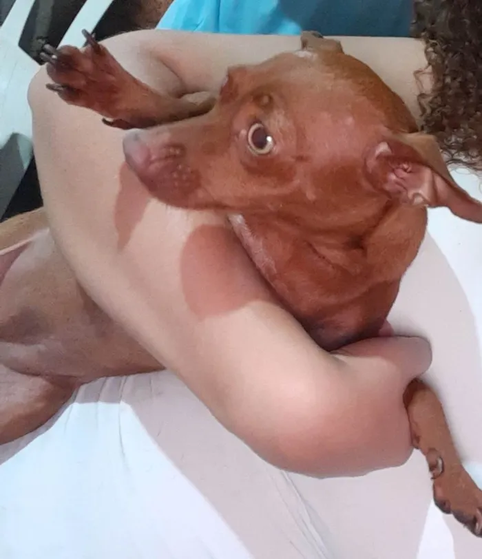 Cachorro ra a Pincher idade 3 anos nome Meg